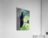 Black Bear Cub  Acrylic Print