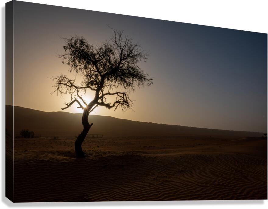 A Lone Tree in the Desert  Canvas Print