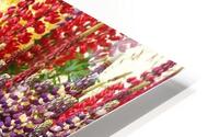 Colorful Lupines HD Metal print