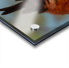 Ornate hawk-eagle Acrylic print