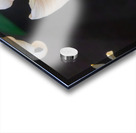 Bumblebee on a Royal lily Acrylic print