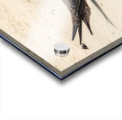 Sooty Tern Couple Acrylic print