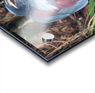 Agami Heron Acrylic print