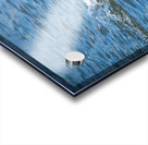 Bufflehead Ducks Acrylic print