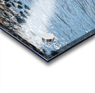 Juvenile Bald Eagle Acrylic print