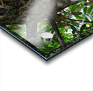 Owl Monkey Family in the Amazon Acrylic print