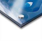 Lone Penguin Acrylic print