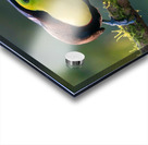 Keel-Billed Toucan Acrylic print