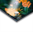 Bee on Butterfly Weeds Acrylic print