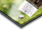 Baby Bluebirds Acrylic print