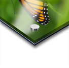 Monarch Butterfly Acrylic print