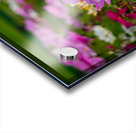 Pink Coreopsis at the Botanical Gardens Acrylic print