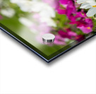 White Coreopsis at the Botanical Gardens Acrylic print