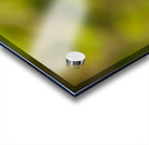 Perched Bluebird Acrylic print