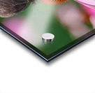 Red-Spotted Purple Admiral Butterfly Acrylic print