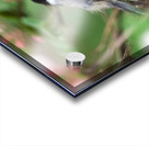 Chickadee Acrylic print