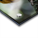 Madagascan Pygmy Kingfisher Acrylic print