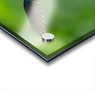 Handsome White-Necked Jacobin Acrylic print