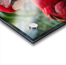Macaws Acrylic print