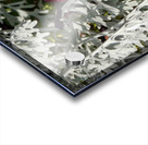 Starry Sky Burgundy Petunia Flower Acrylic print