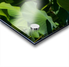 Lotus Flower Acrylic print