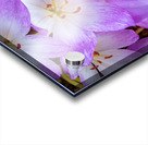 Purple Crocus Flowers Acrylic print