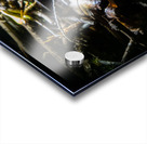 Mycena leptocephala Mushrooms Acrylic print