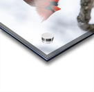 Northern Cardinal Acrylic print