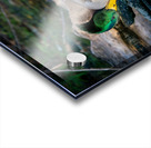 Male Mallard Duck Reflection Acrylic print