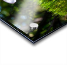 Gomphidius Mushroom Acrylic print