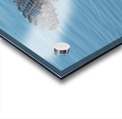 American Alligator Acrylic print