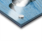 Common Loon Acrylic print