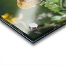 Hawaiian Honeycreeper Acrylic print