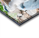 Great Blue Heron Acrylic print