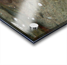 American Bullfrog Taking a Swim Acrylic print