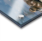 Mallard Ducklings Acrylic print