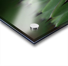 Huachuca Agave Plant Acrylic print