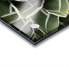 Agave Victoria-reginae Plant Impression Acrylique