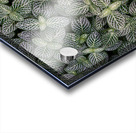 Nerve Plant Acrylic print