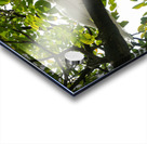 White Terns Acrylic print