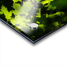 Maple Leaves Acrylic print