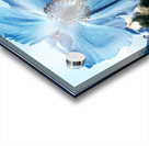 Himalayan Blue Poppy Flowers Acrylic print