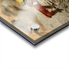 Sally Lightfoot Crab Acrylic print