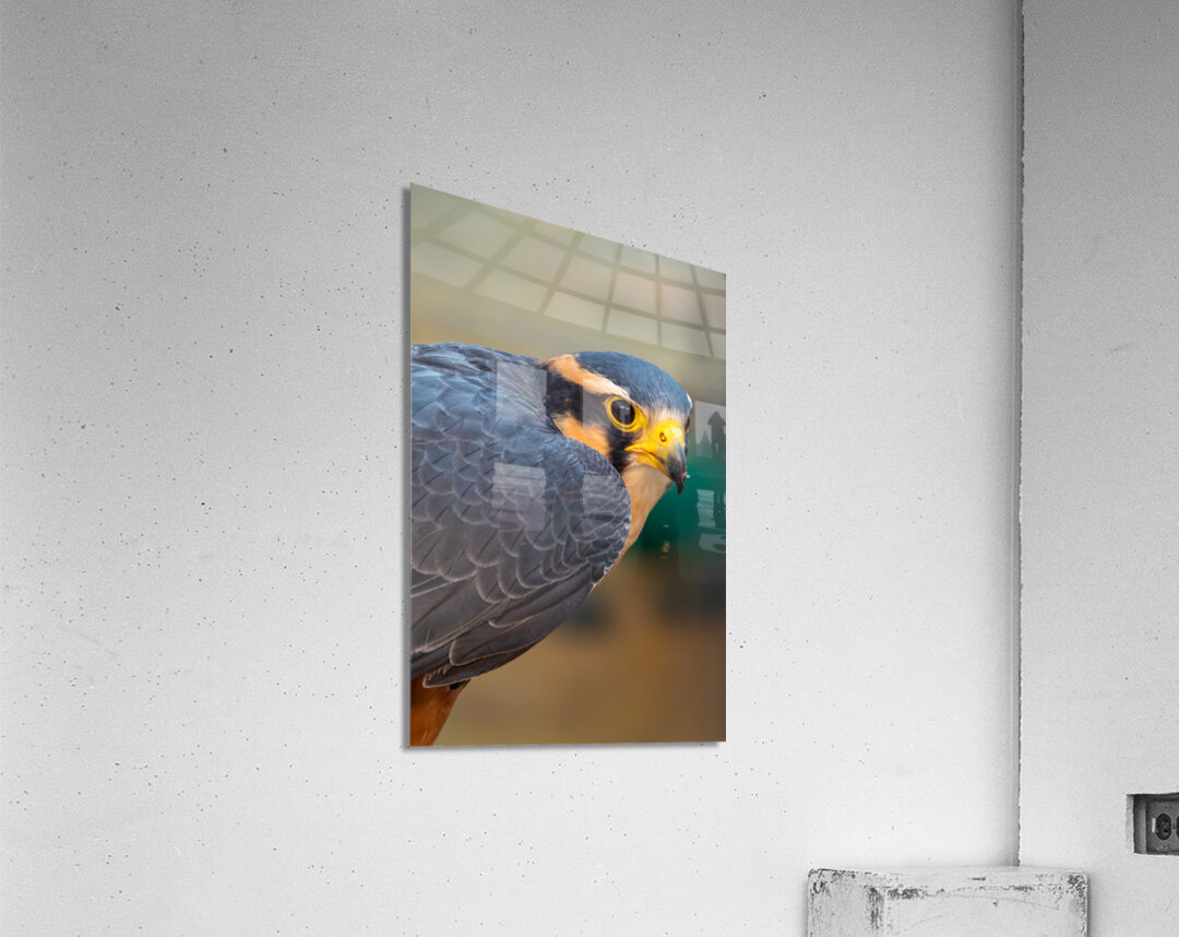 Aplomado Falcon Acrylic Print