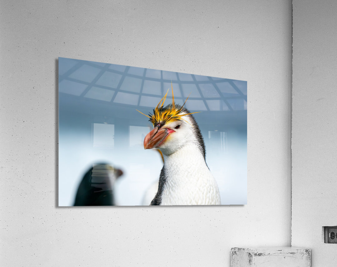 Royal Penguin Acrylic Print