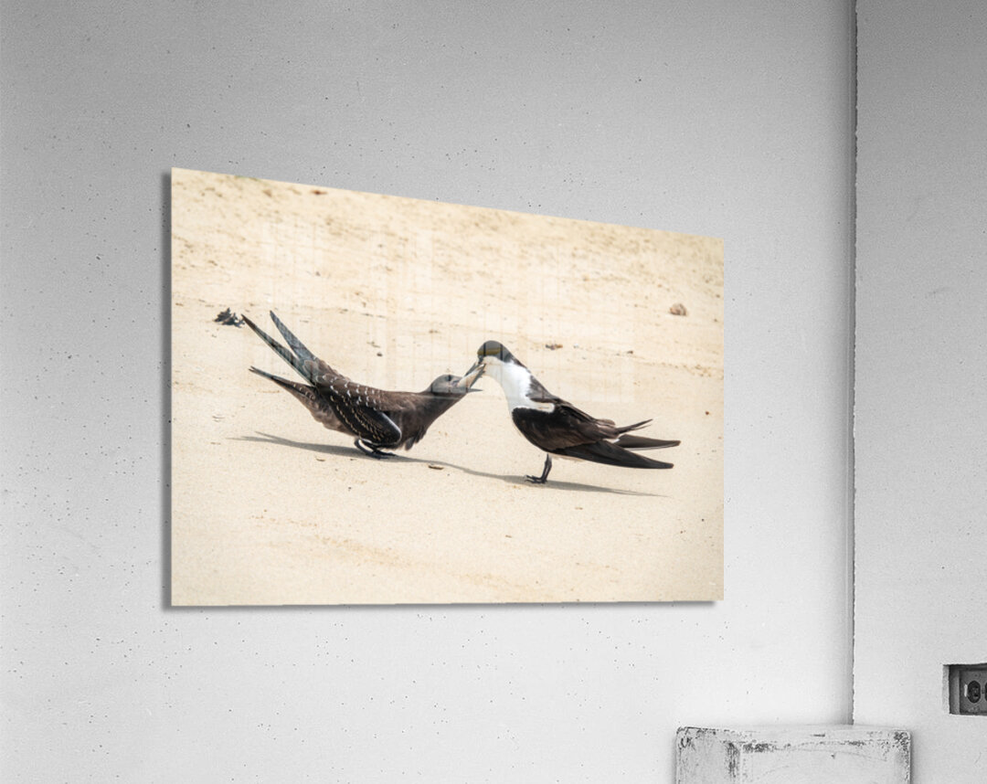 Sooty Tern Couple Acrylic Print