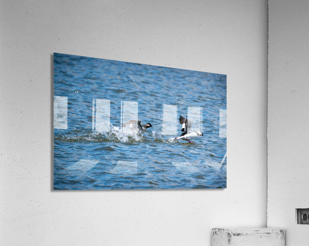 Bufflehead Ducks Acrylic Print