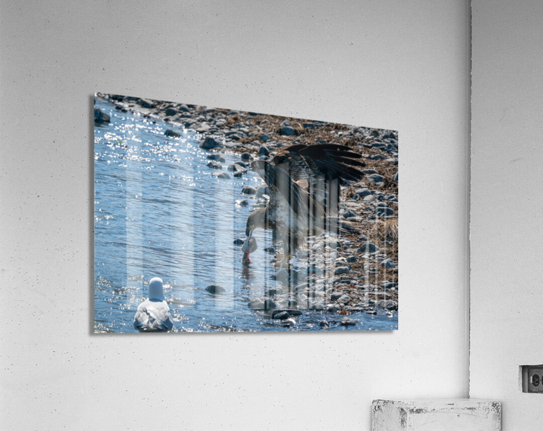 Juvenile Bald Eagle Acrylic Print