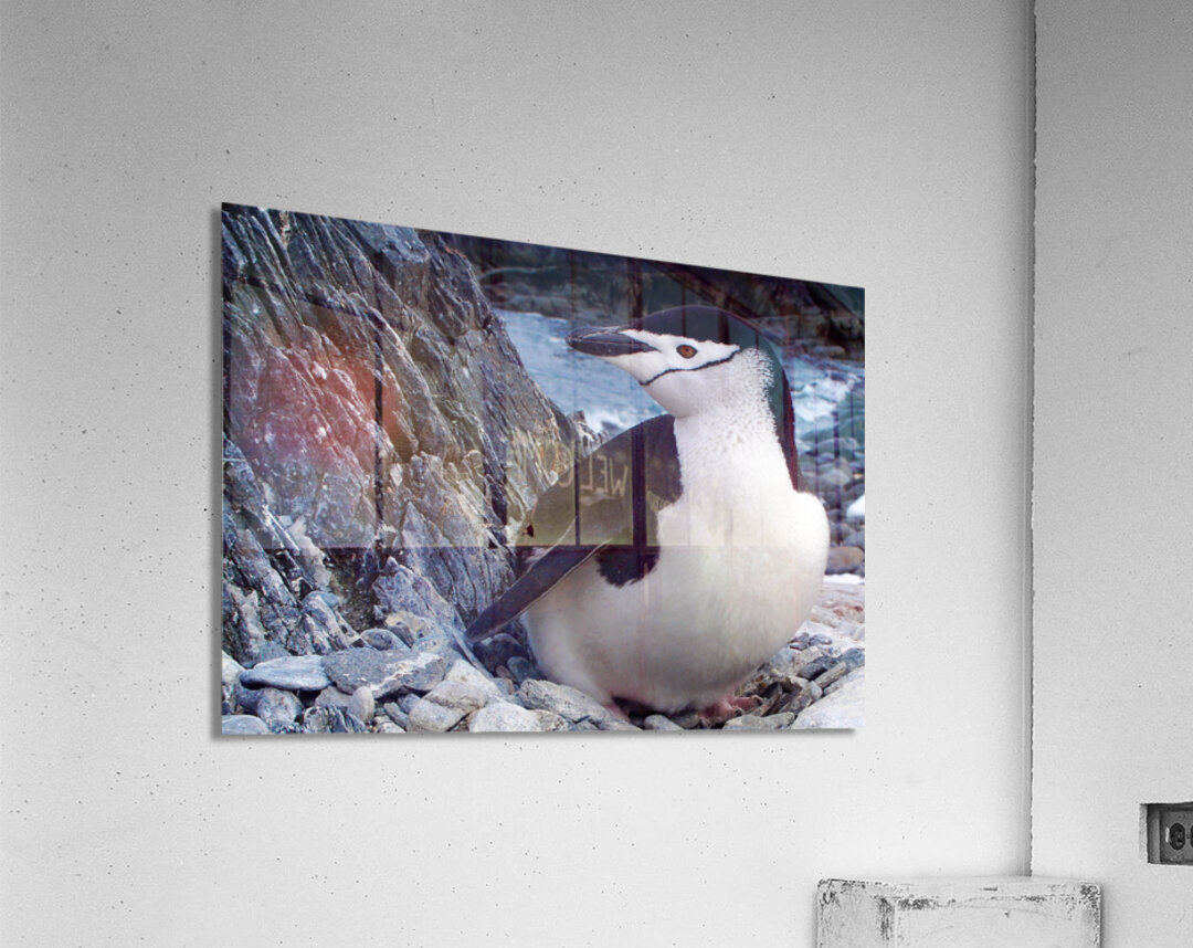 Chinstrap Penguin Acrylic Print