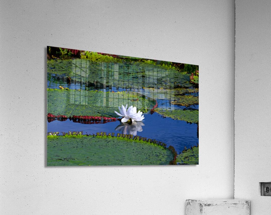 Water Lily on the Amazon River Acrylic Print
